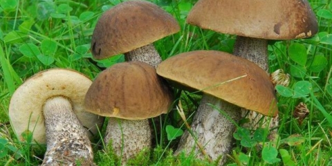 Kako kiseliti butternut tikvice za zimu